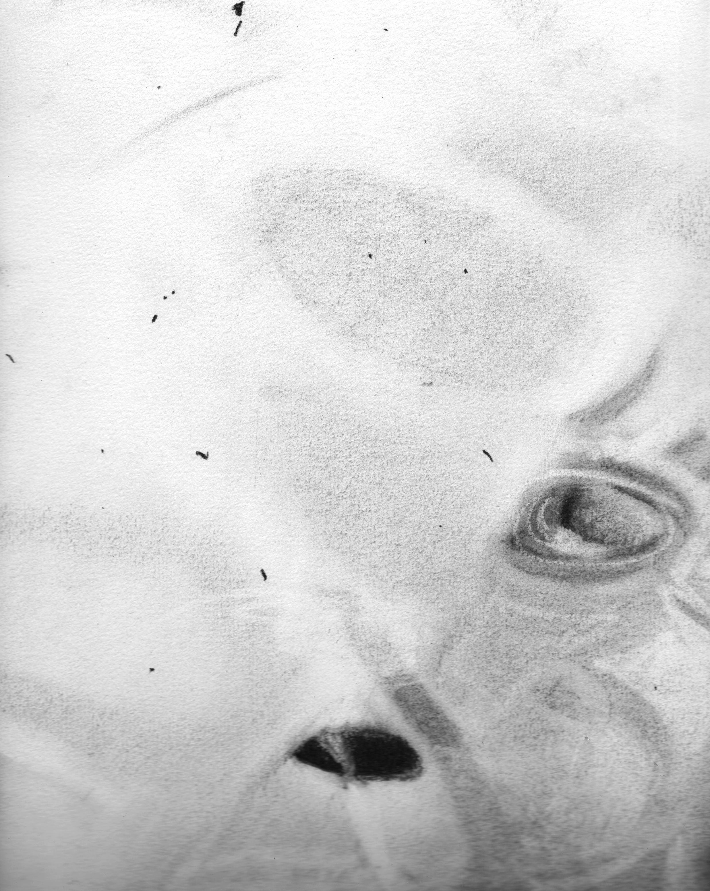 apad - 30x23cm - charcoal on paper - 2022